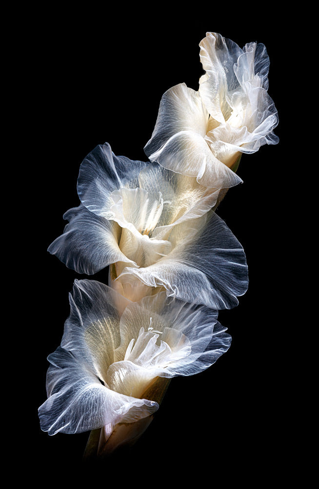 Wall Art Viewer Frames Render