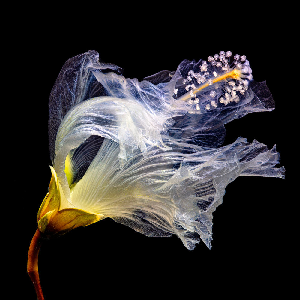 Wall Art Viewer Frames Render