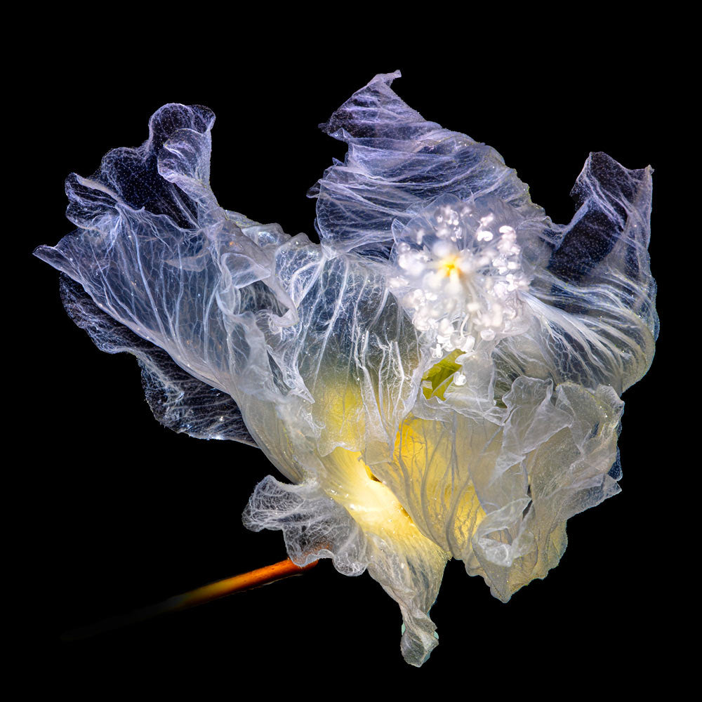 Wall Art Viewer Frames Render