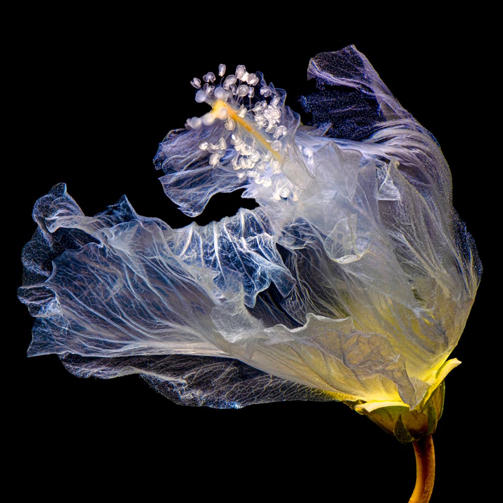 Wall Art Viewer Frames Render