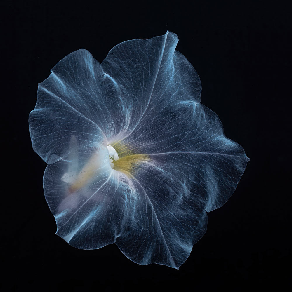 Wall Art Viewer Frames Render