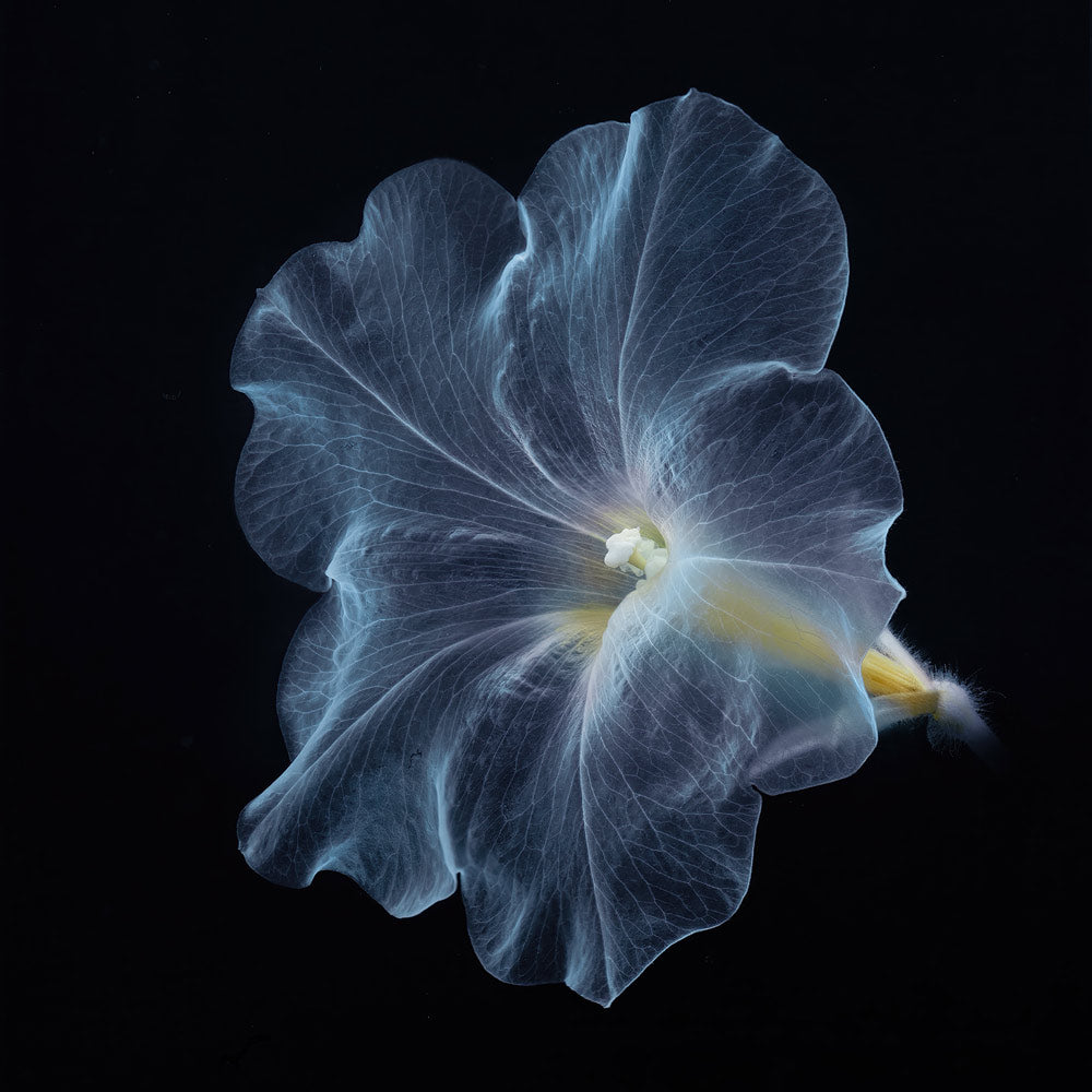 Wall Art Viewer Frames Render