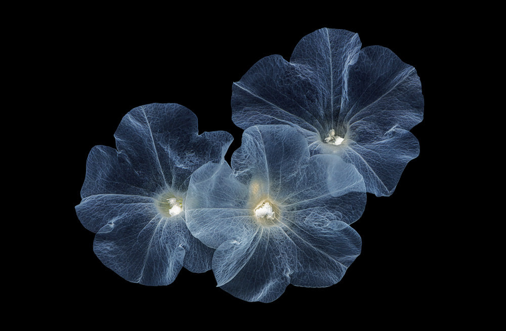 Wall Art Viewer Frames Render