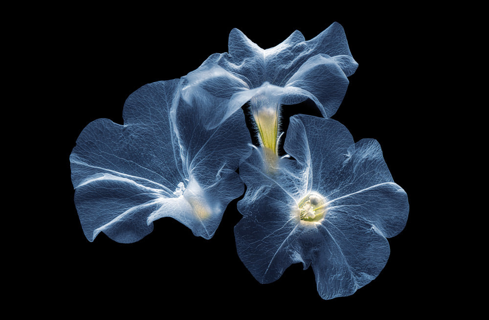 Wall Art Viewer Frames Render