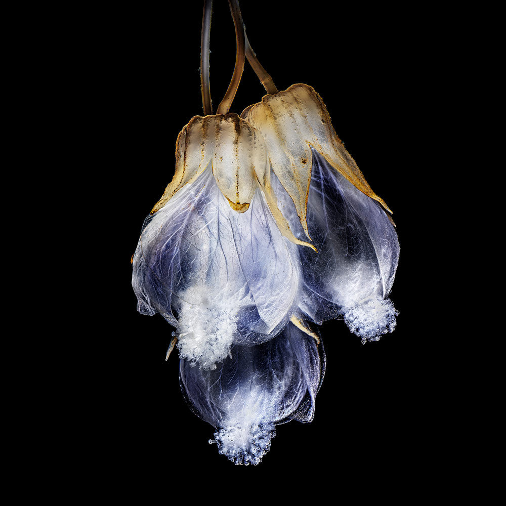 Wall Art Viewer Frames Render