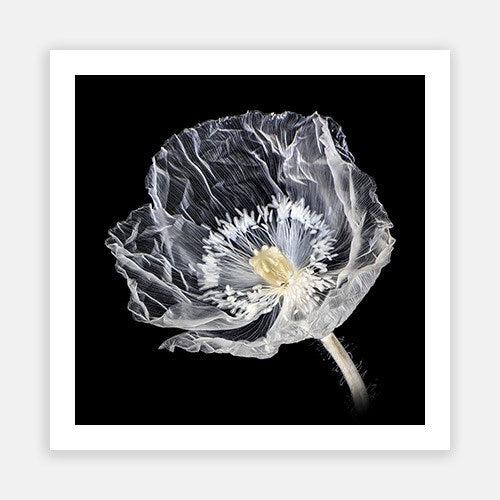 Crystal Poppy