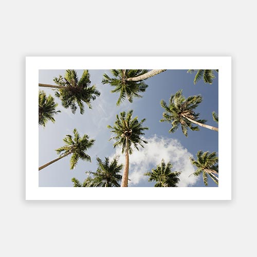 Coconut Sky 01