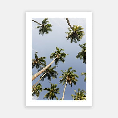 Coconut Sky 02