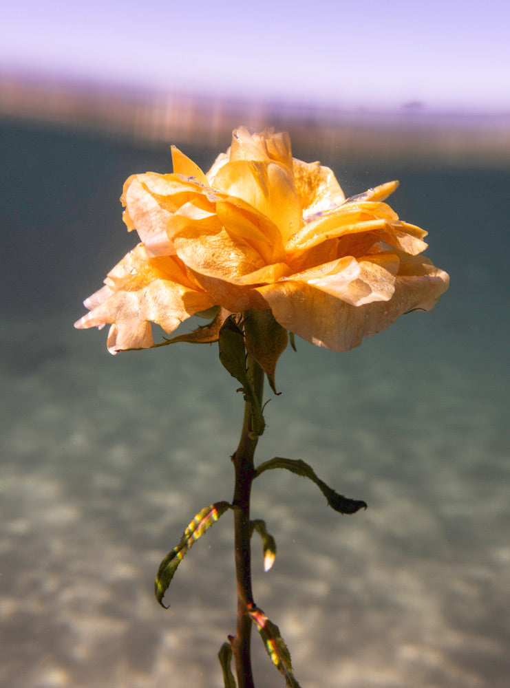 Wall Art Viewer Frames Render