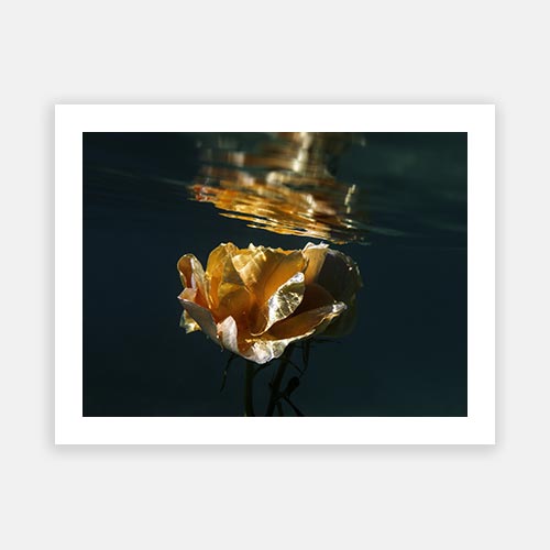 Signature Series - Underwater Florals 04