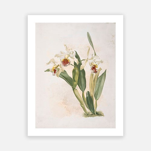 Vintage Botanical - Orchid 01