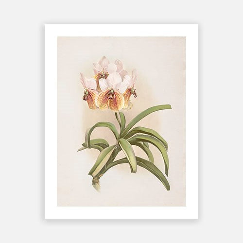 Vintage Botanical - Orchid 03
