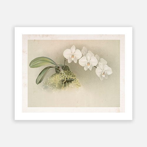 Vintage Botanical - Orchid 07