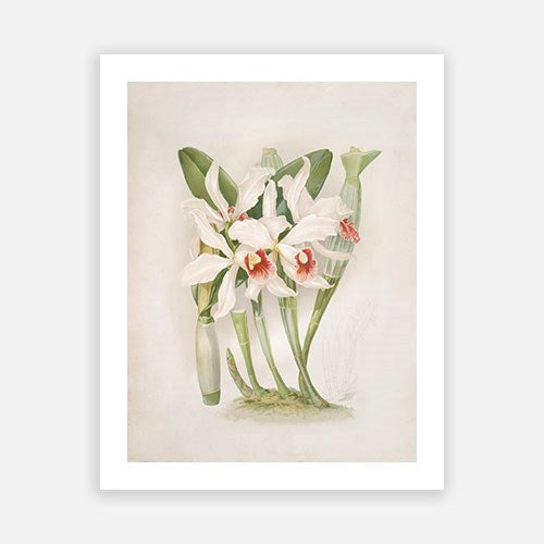 Vintage Botanical - Orchid 04