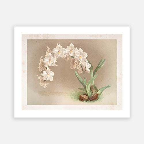 Vintage Botanical - Orchid 08