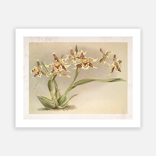 Vintage Botanical - Orchid 09