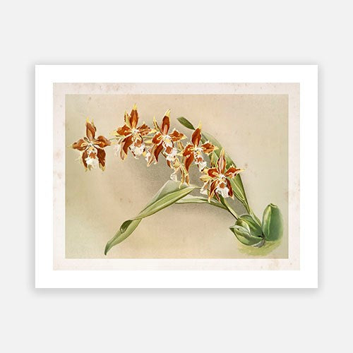 Vintage Botanical - Orchid 10