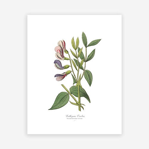Vintage Botanical - Wood Vetch