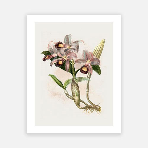 Vintage Botanical - Orchid 05