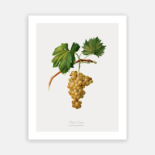 Vintage Botanical - White Grapes