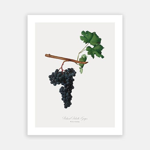 Vintage Botanical - Black Grapes