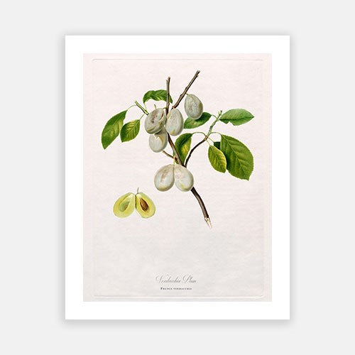 Vintage Botanical - White Plum