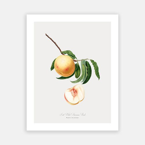 Vintage Botanical - Peach