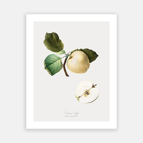 Vintage Botanical - Apple