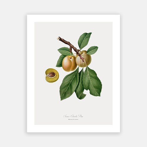 Vintage Botanical - Yellow Plum