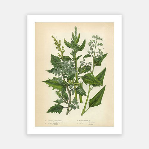 Vintage Botanical - Quinoa