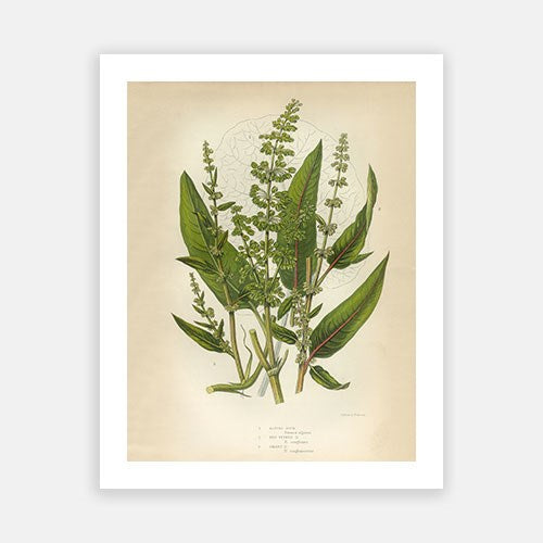 Vintage Botanical - Buckwheat
