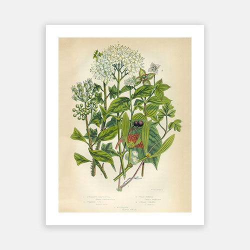 Vintage Botanical - Mistletoe