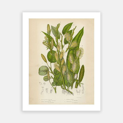 Vintage Botanical - Willow
