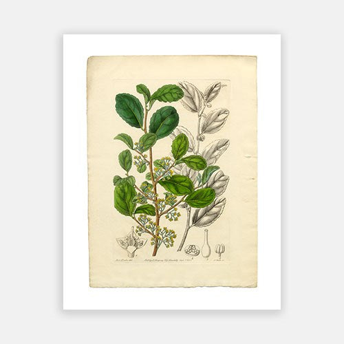 Vintage Botanical - Azara