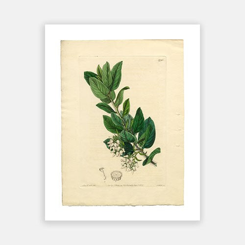 Vintage Botanical - Downy Bearberry