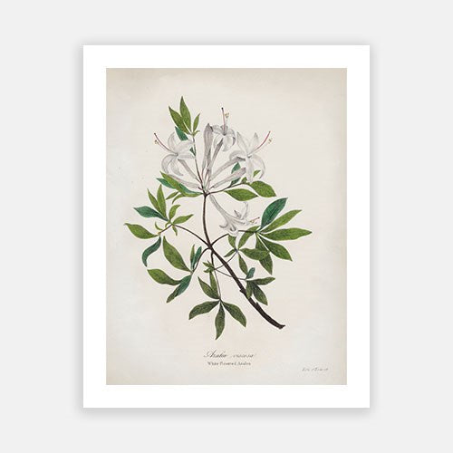 Vintage Botanical - Azalea