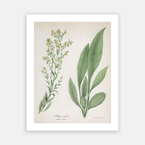 Vintage Botanical - Goldenrod