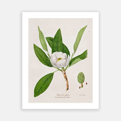 Vintage Botanical - Magnolia
