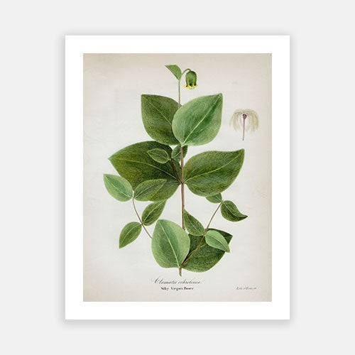 Vintage Botanical - Virgin's Bower