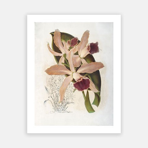 Vintage Botanical - Orchid 06