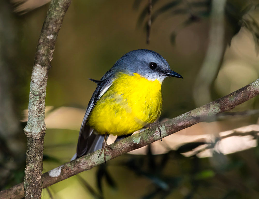 Wall Art Viewer Frames Render