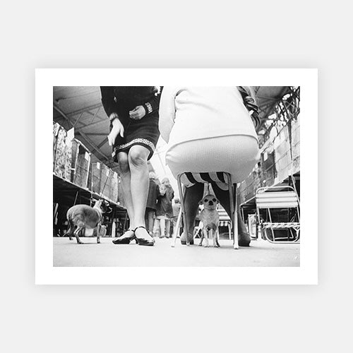 Chihuahuas-Black & White Collection-Fine art print from FINEPRINT co