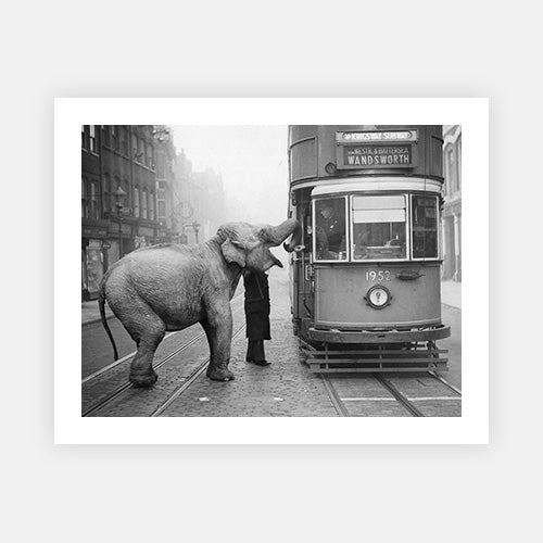 Hungry Elephant-Black & White Collection-Fine art print from FINEPRINT co