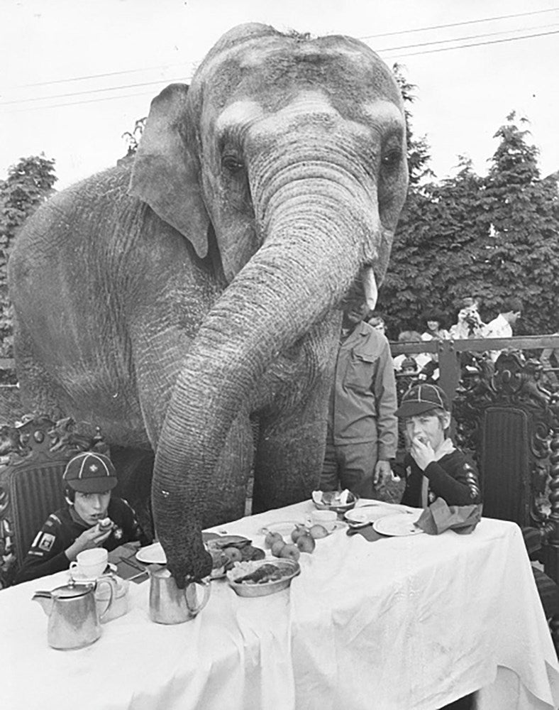 Elephant For Tea-Black & White Collection-Fine art print from FINEPRINT co