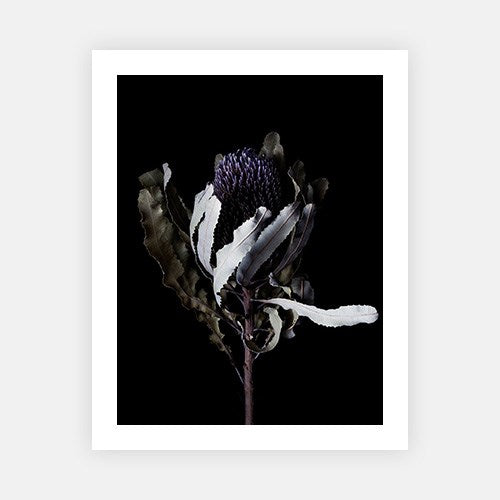Banksia portrait-Photographic Editions-Fine art print from FINEPRINT co