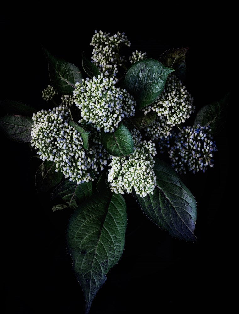 Hydrangea cluster -Photographic Editions-Fine art print from FINEPRINT co