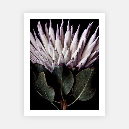 King protea detail-Photographic Editions-Fine art print from FINEPRINT co
