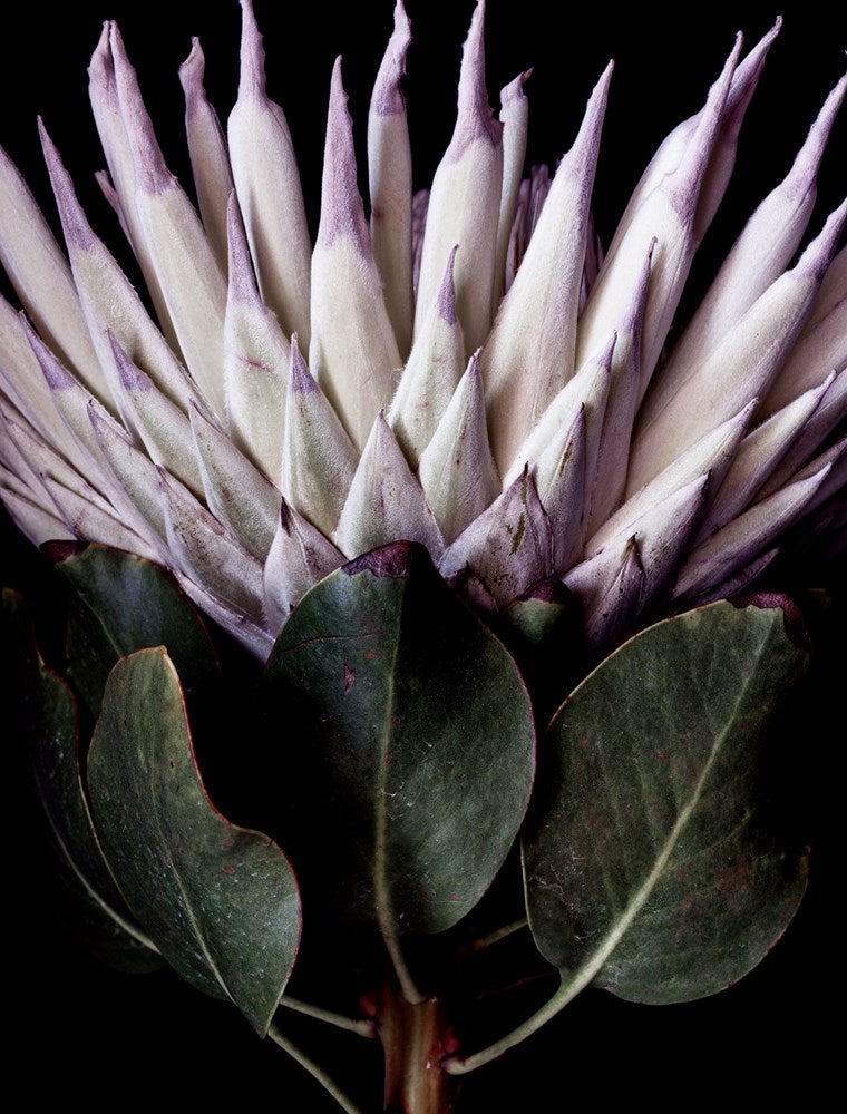 King protea detail-Photographic Editions-Fine art print from FINEPRINT co