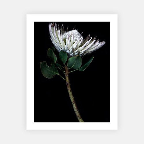 King protea portrait-Photographic Editions-Fine art print from FINEPRINT co