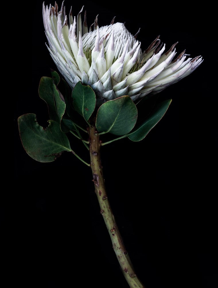 King protea portrait-Photographic Editions-Fine art print from FINEPRINT co